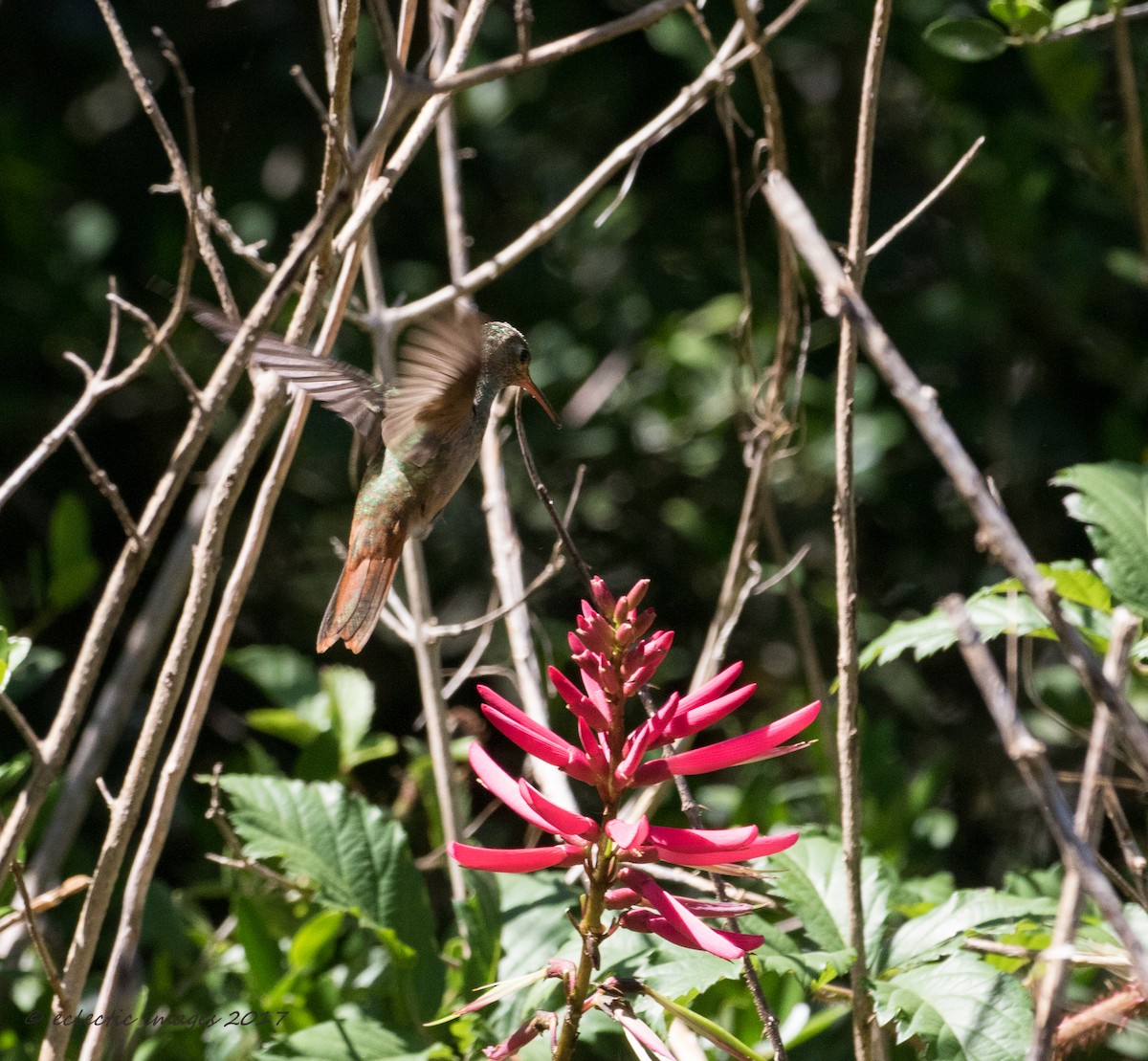 Buff-bellied Hummingbird - Janey Woodley