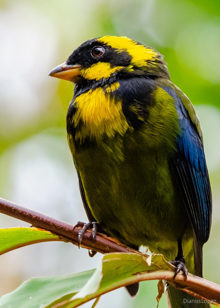 Gold-ringed Tanager - ML564313381