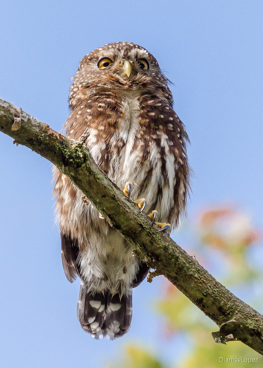 Andean Pygmy-Owl - Diana López G