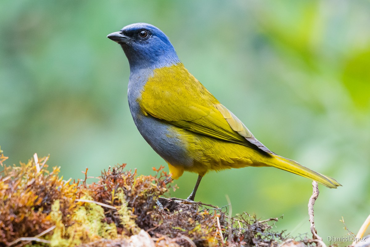 Blue-capped Tanager - ML564315311