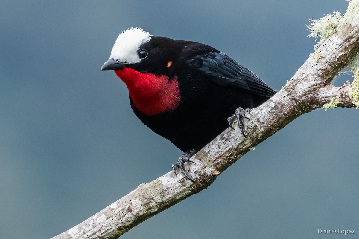 White-capped Tanager - ML564315901