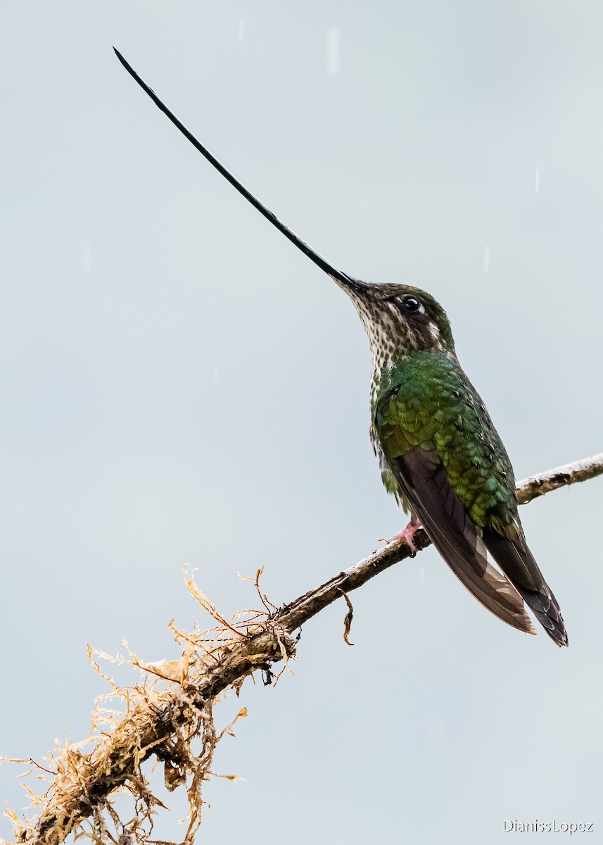 Sword-billed Hummingbird - ML564315951