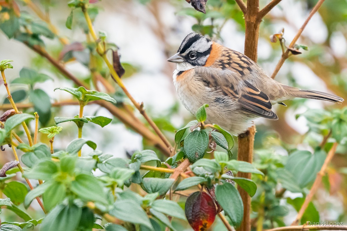 Rufous-collared Sparrow - ML564316131