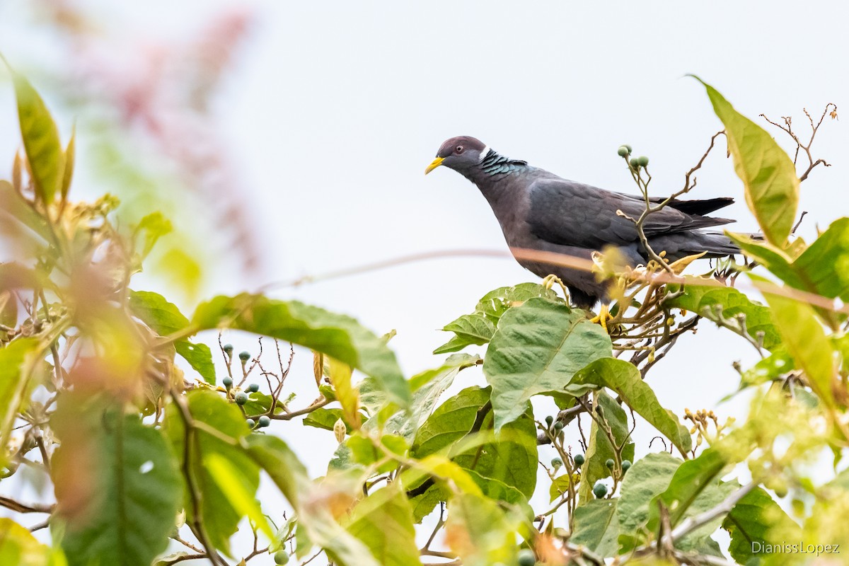 Band-tailed Pigeon - ML564316161