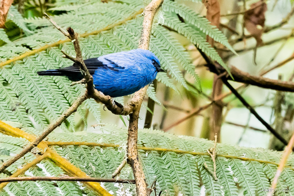Blue-and-black Tanager - ML564316201