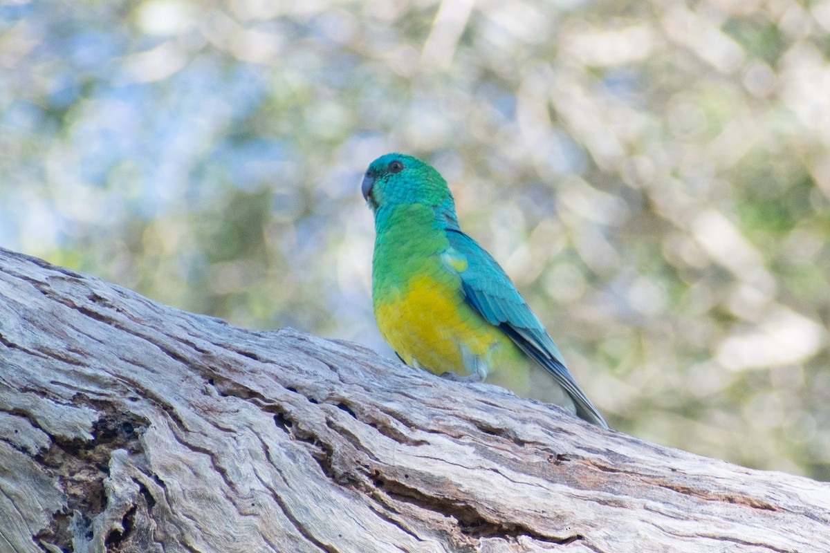 Red-rumped Parrot - ML564317871