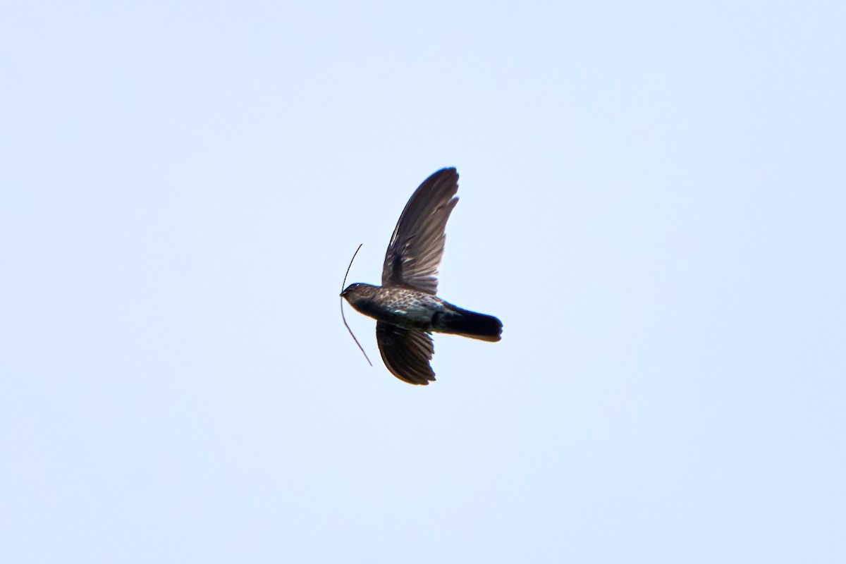 Plume-toed Swiftlet - Yuh Woei Chong