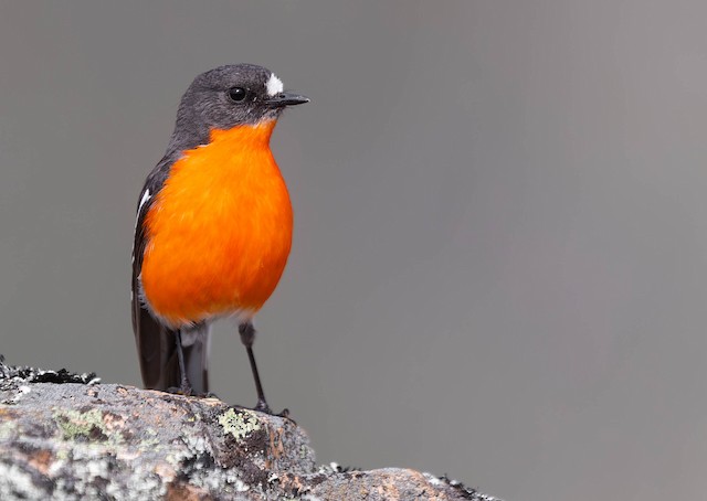 Flame Robin - eBird