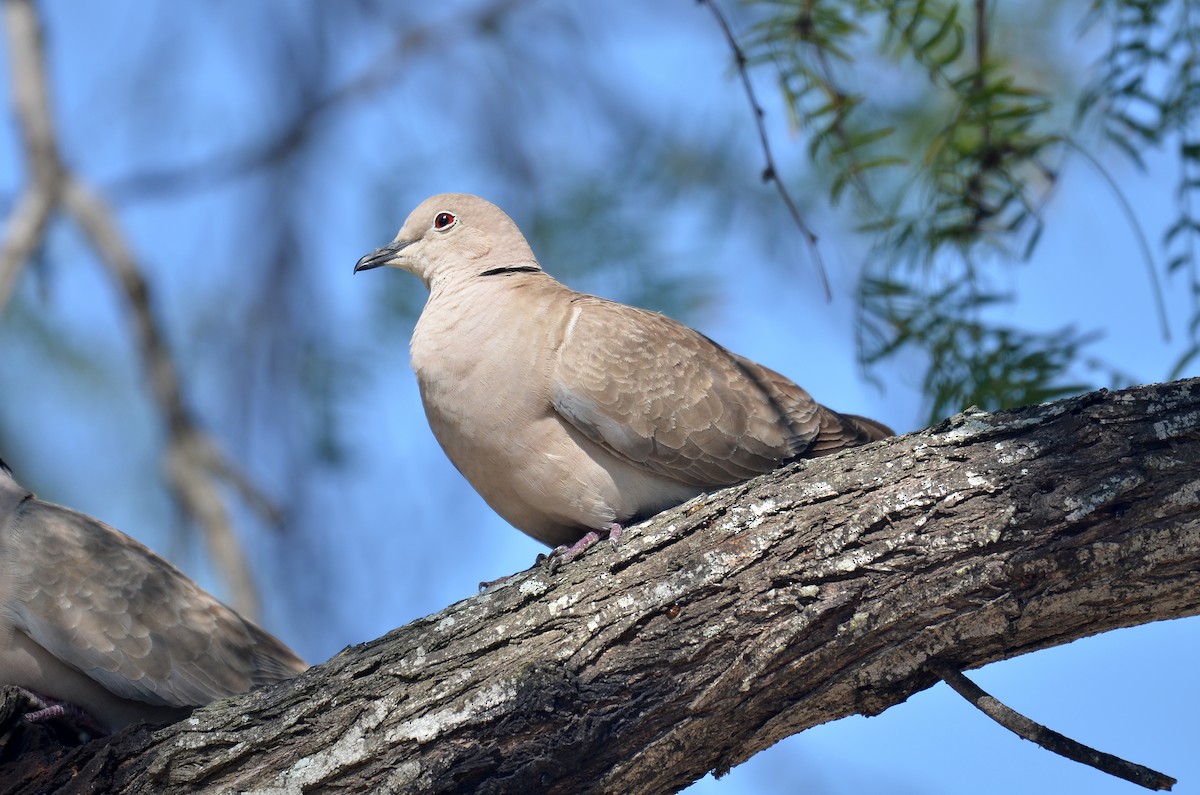 Eurasian Collared-Dove - Adam Wood