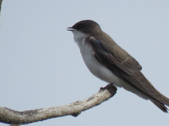 Northern Rough-winged Swallow - ML564329251