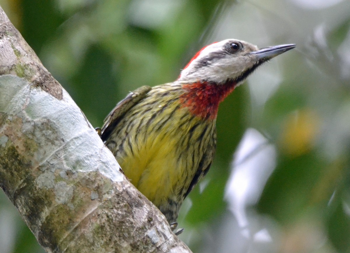 Cuban Green Woodpecker - ML56433121