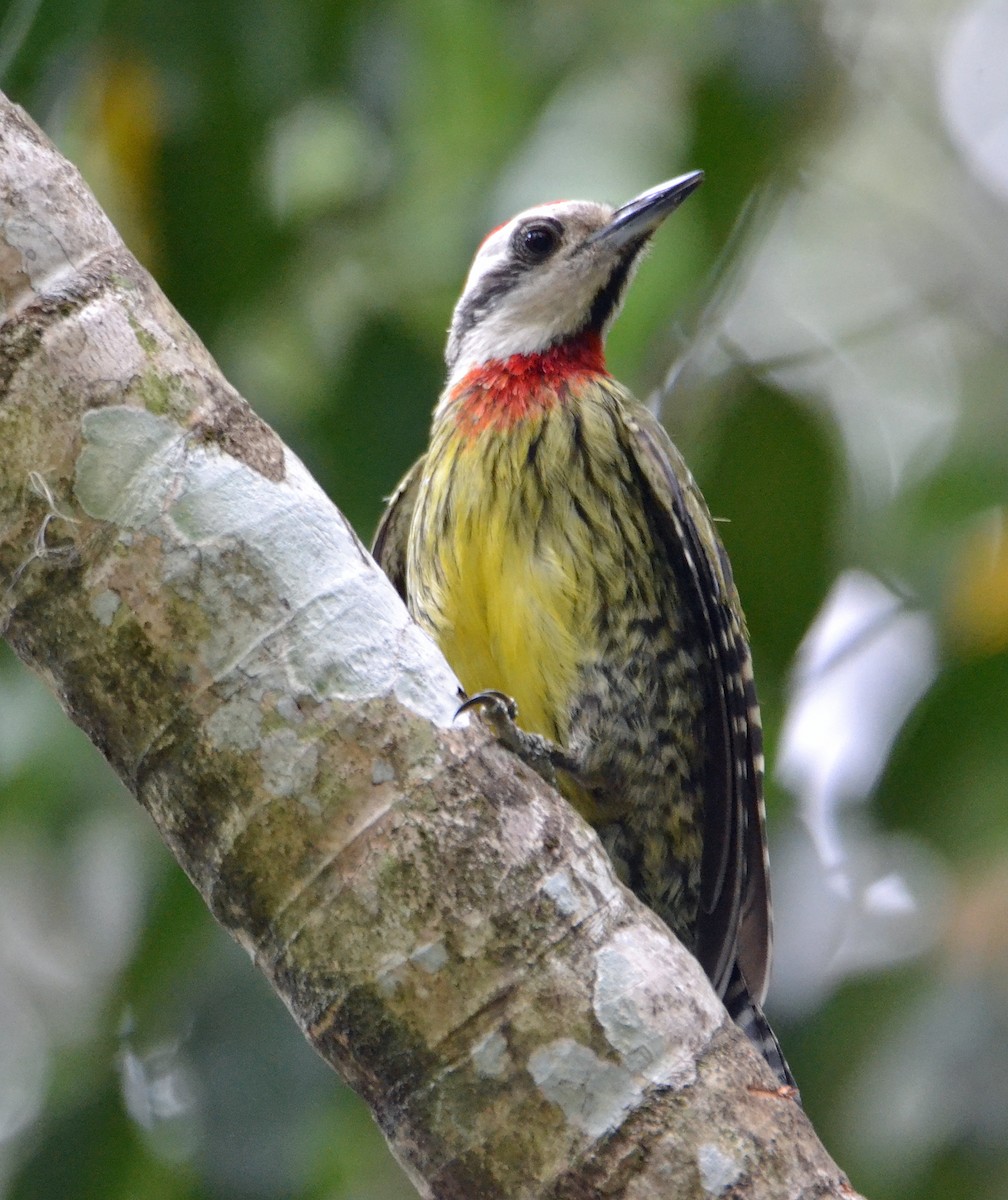 Cuban Green Woodpecker - ML56433191