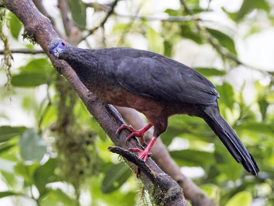 Sickle-winged Guan - Michael Todd