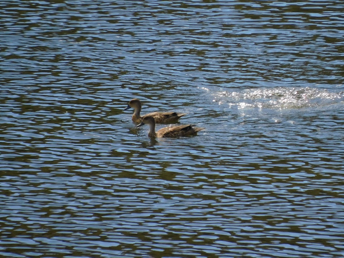 EBird Checklist 11 Mar 2023 Waterworks Reserve 16 Species