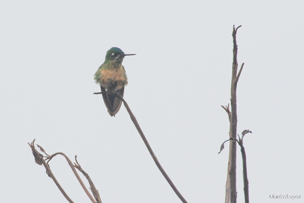 Long-tailed Sylph - ML564335421