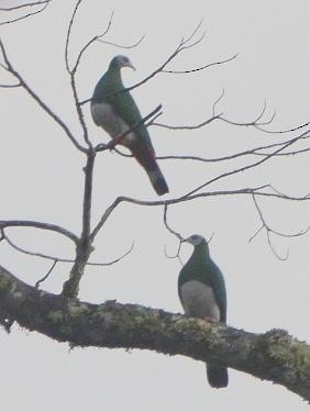 White-bellied Imperial-Pigeon - ML564335711
