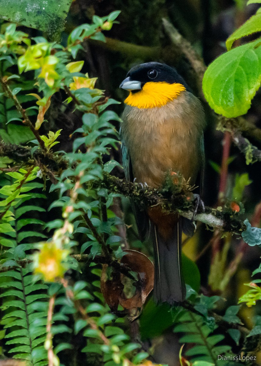 Yellow-throated Tanager - ML564335771