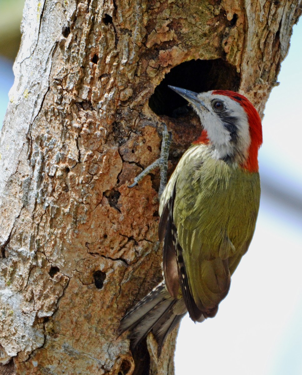 Cuban Green Woodpecker - ML56433721