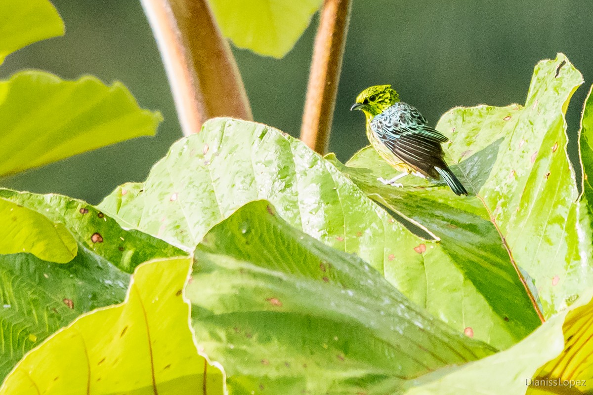 Yellow-bellied Tanager - ML564340931