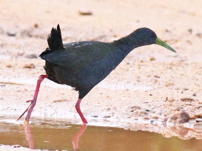 Polla Negra - eBird