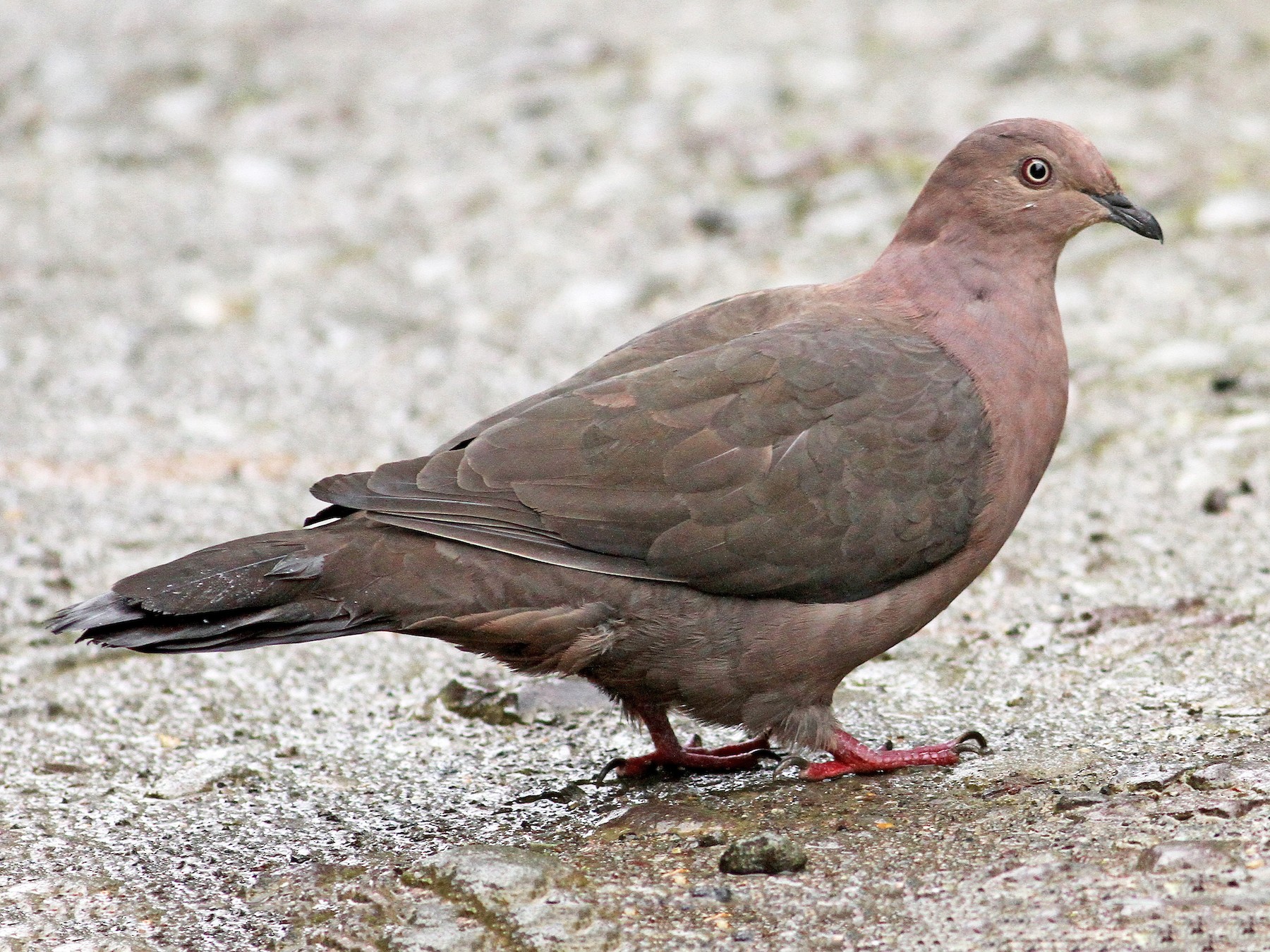 Plumbeous Pigeon - Luke Seitz