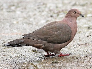  - Plumbeous Pigeon