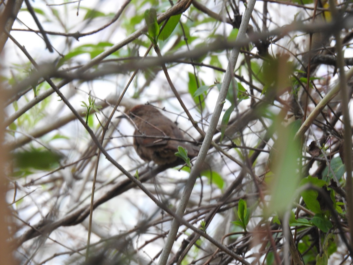 Spot-breasted Thornbird - ML564350511