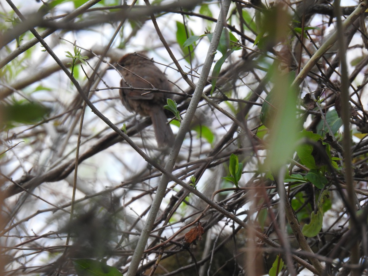 Spot-breasted Thornbird - ML564350531