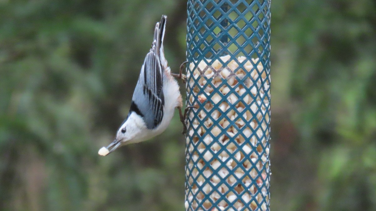 White-breasted Nuthatch - ML564353541
