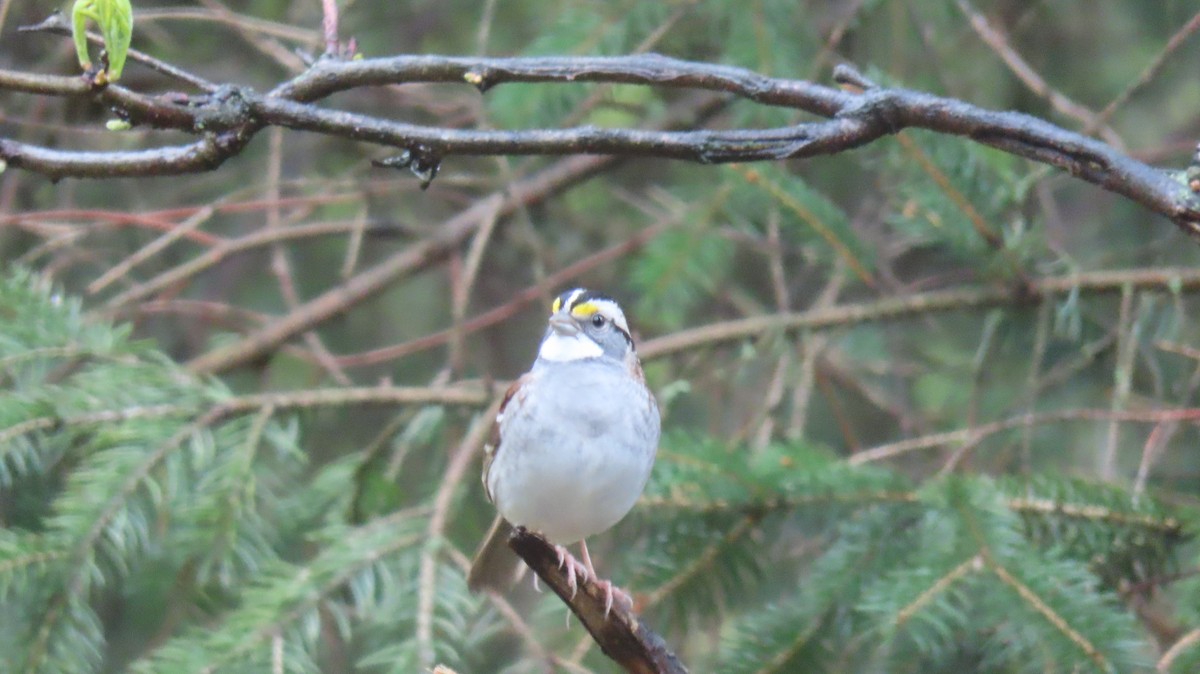White-throated Sparrow - ML564353701