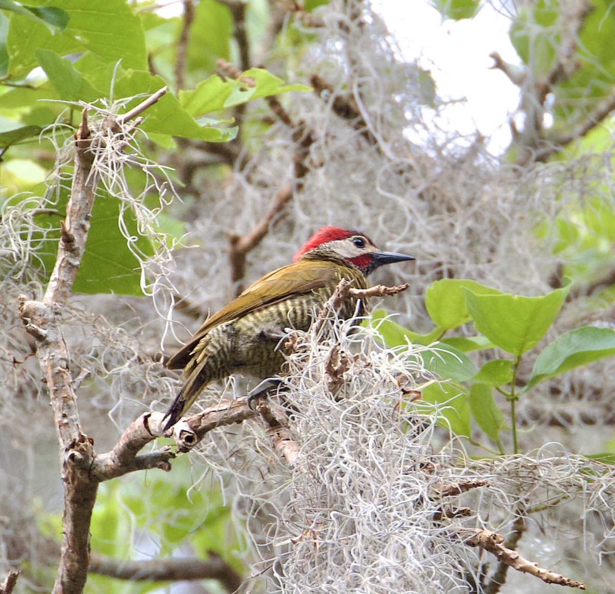 Golden-olive Woodpecker - ML564356271