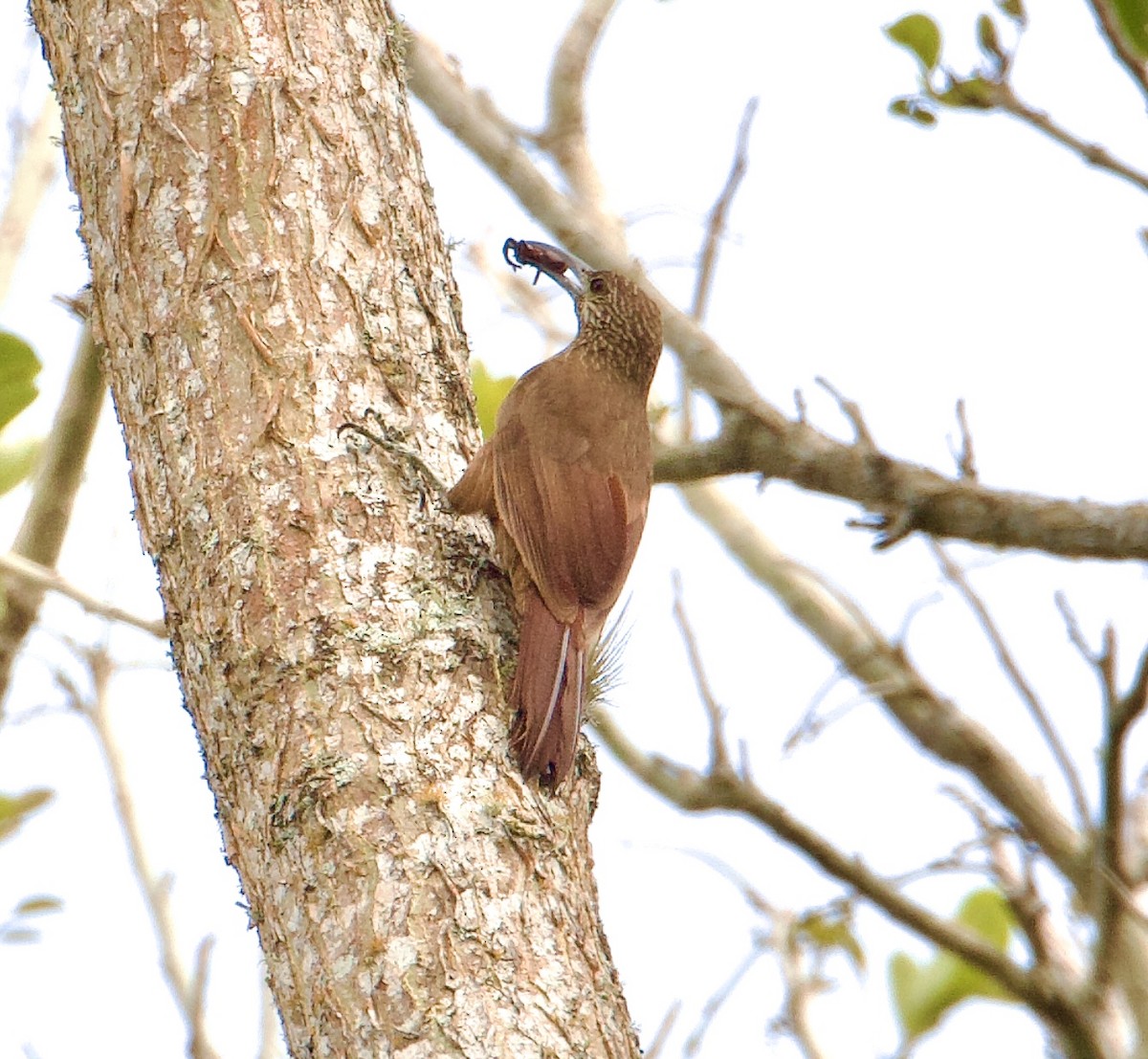 Strong-billed Woodcreeper - ML564356391