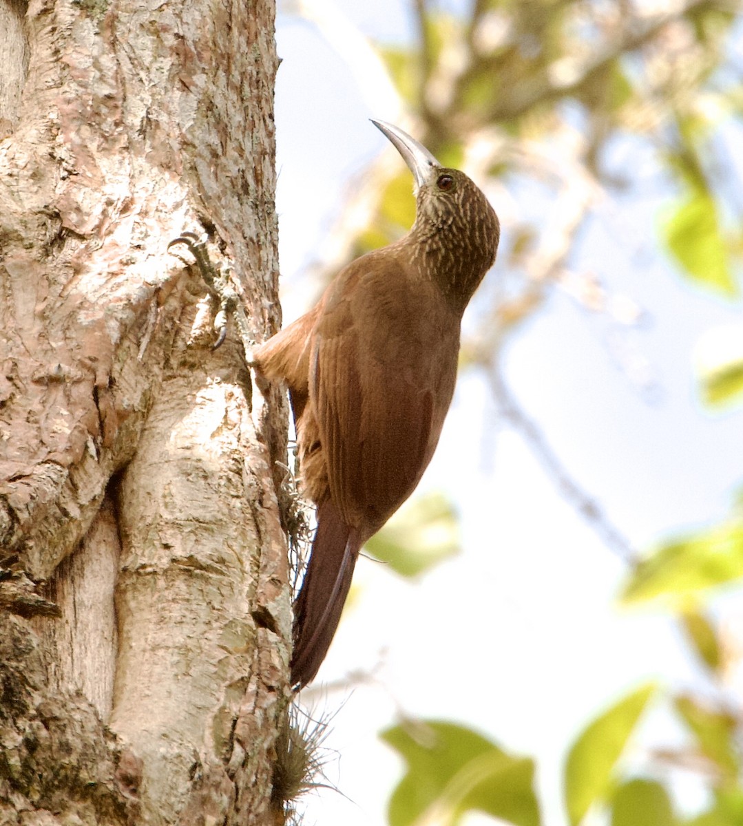 Strong-billed Woodcreeper - ML564356401