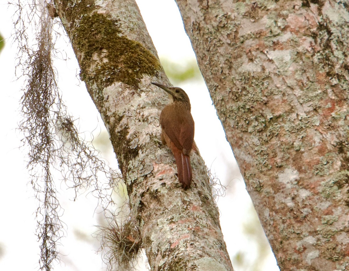 Strong-billed Woodcreeper - ML564356411