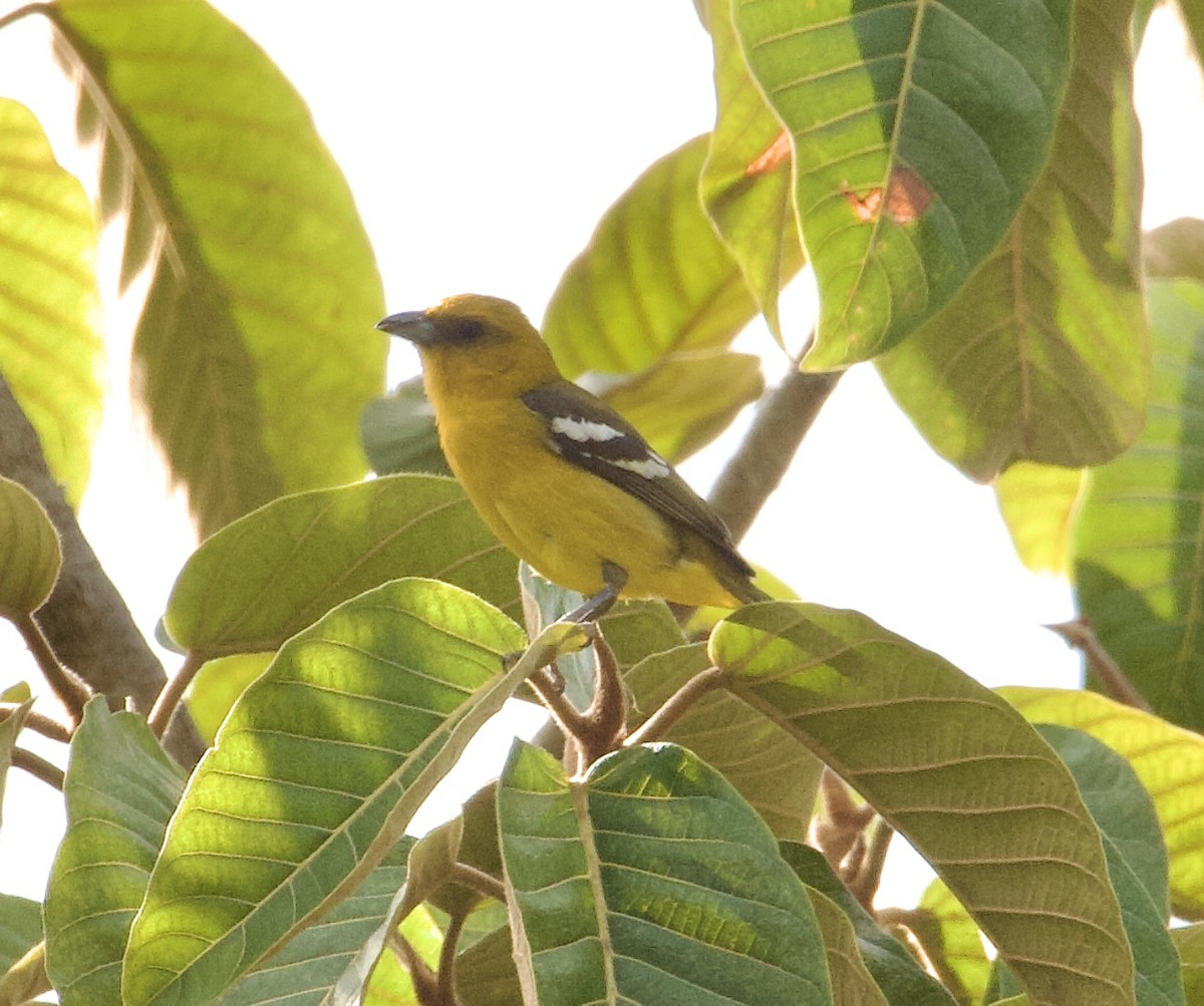 White-winged Tanager - ML564356501