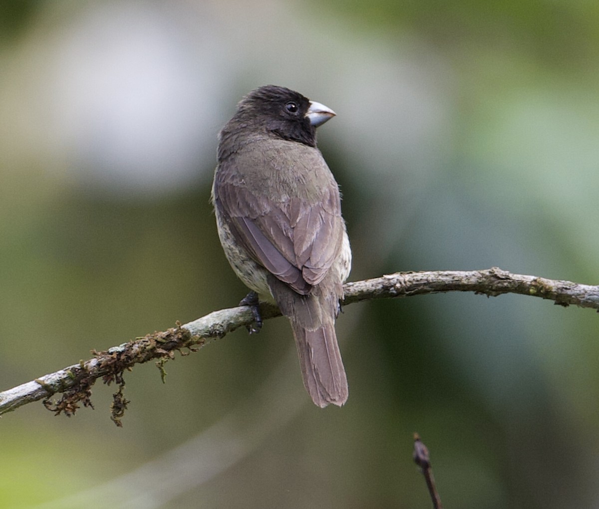 Yellow-bellied Seedeater - ML564357601