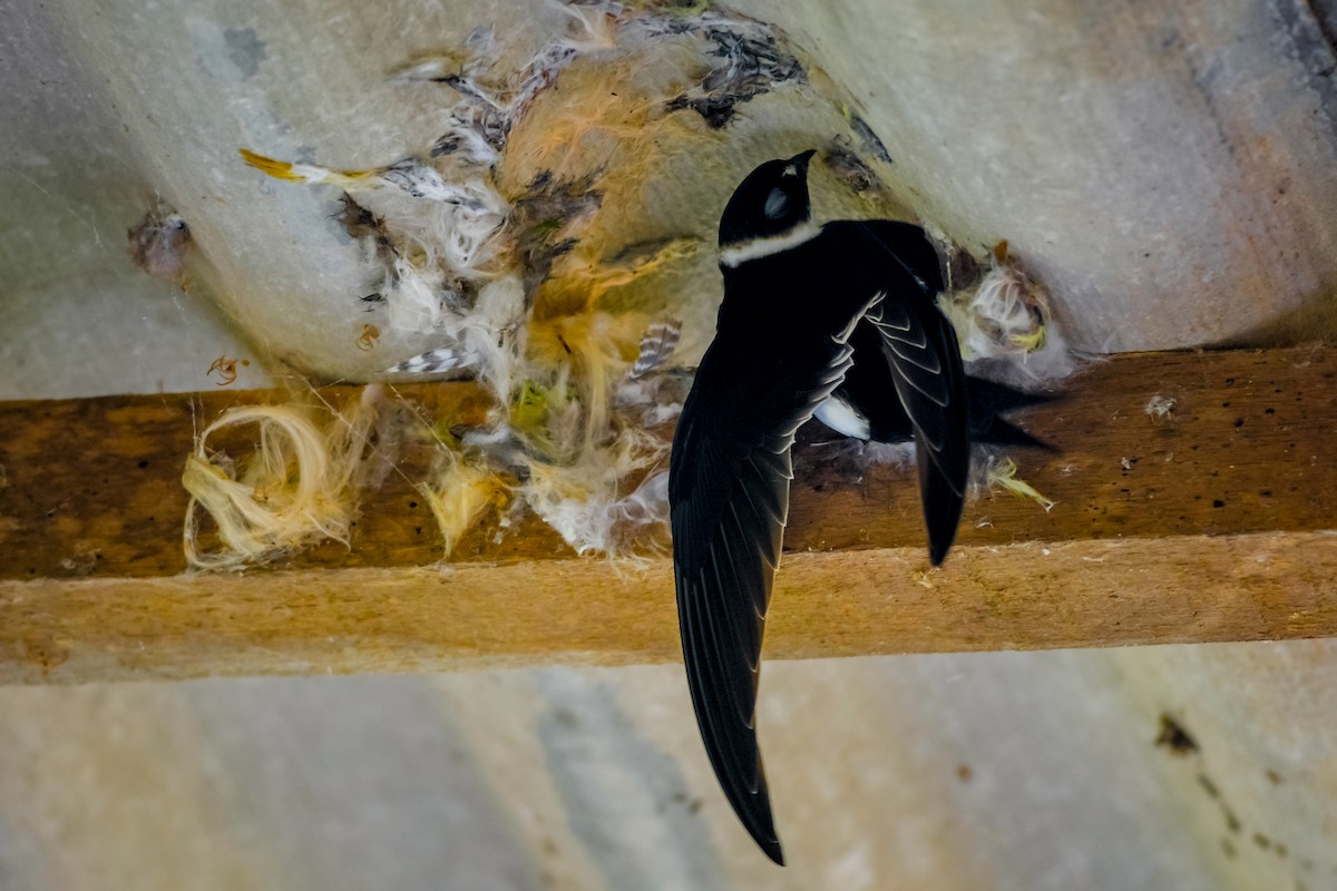Lesser Swallow-tailed Swift - ML564361871