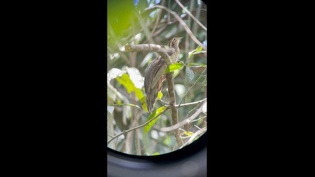 Pheasant Cuckoo - ML564364331