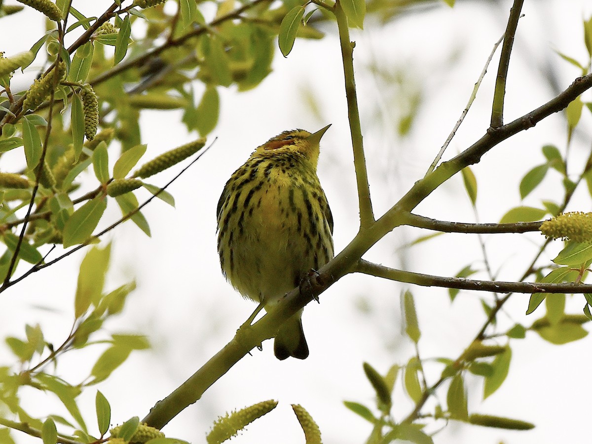 eBird Checklist - 29 Apr 2023 - Kulwicki Park & Wild Birds Unlimited ...