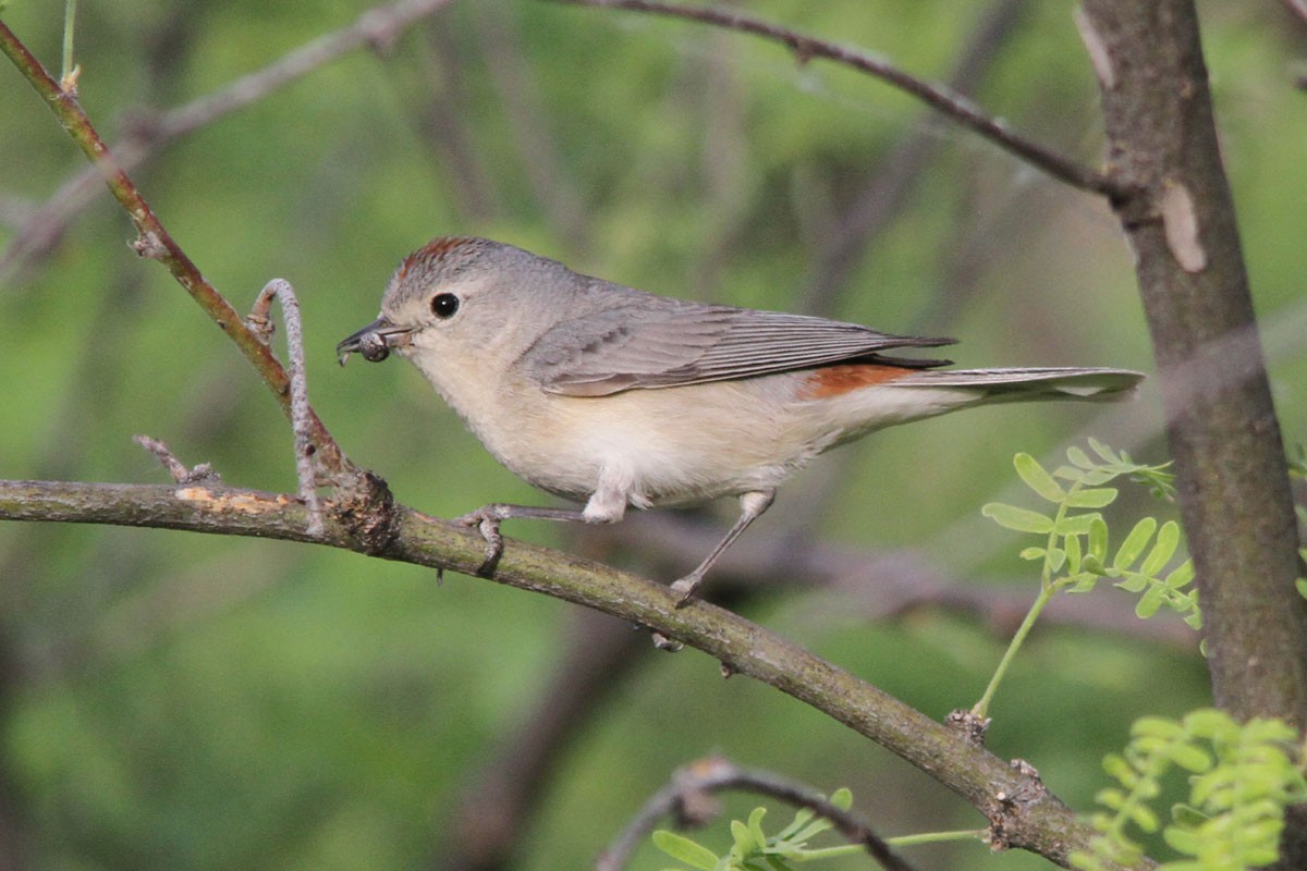 Lucy's Warbler - ML56436991