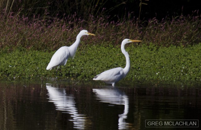 Great Egret (modesta) - Greg McLachlan