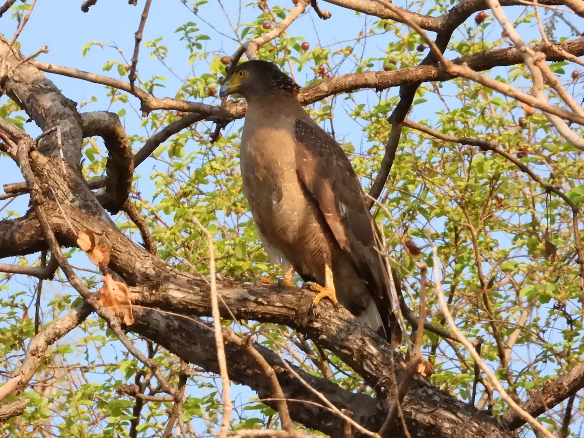 Crested Serpent-Eagle - ML564377561