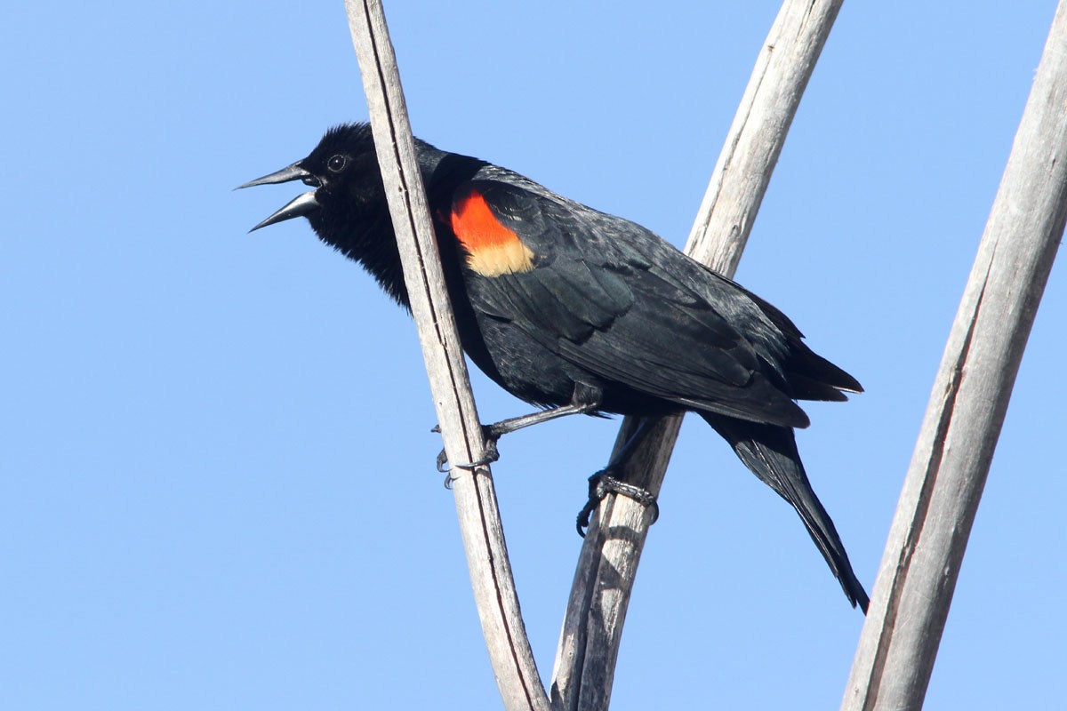 Red-winged Blackbird - Noah Strycker