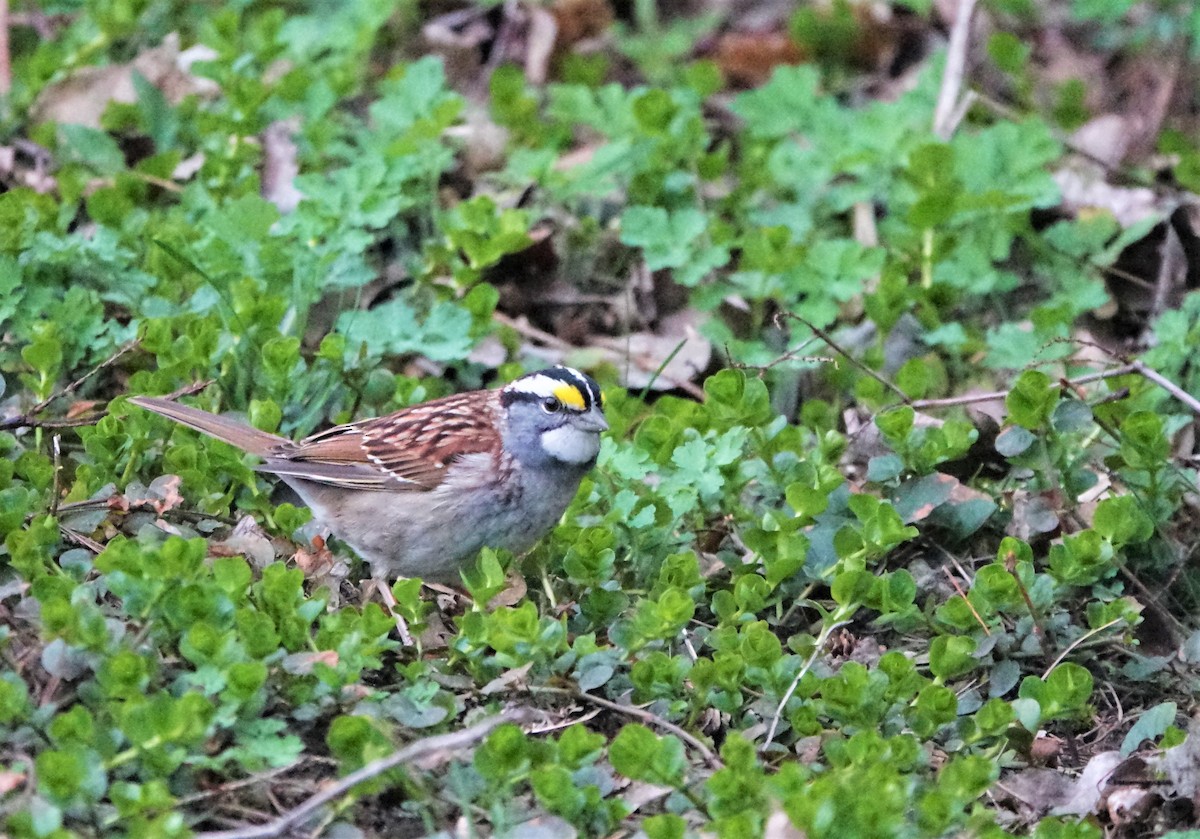 White-throated Sparrow - ML564379711