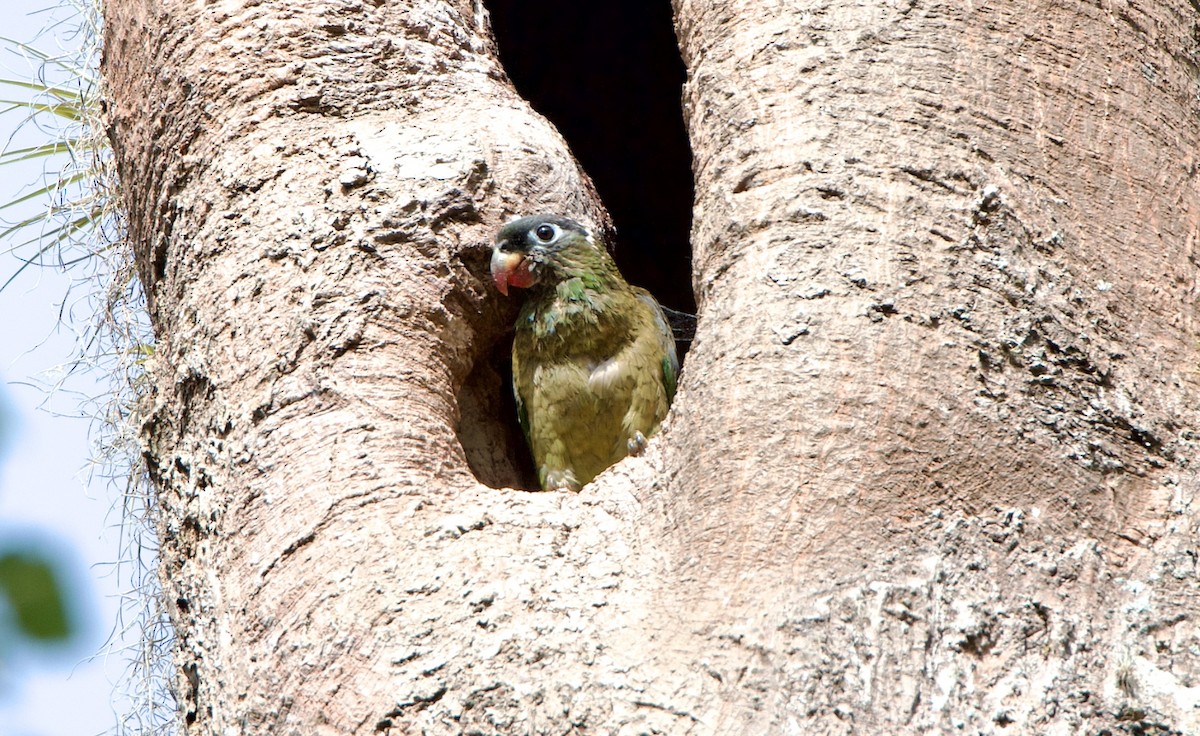 Red-billed Parrot - ML564383781