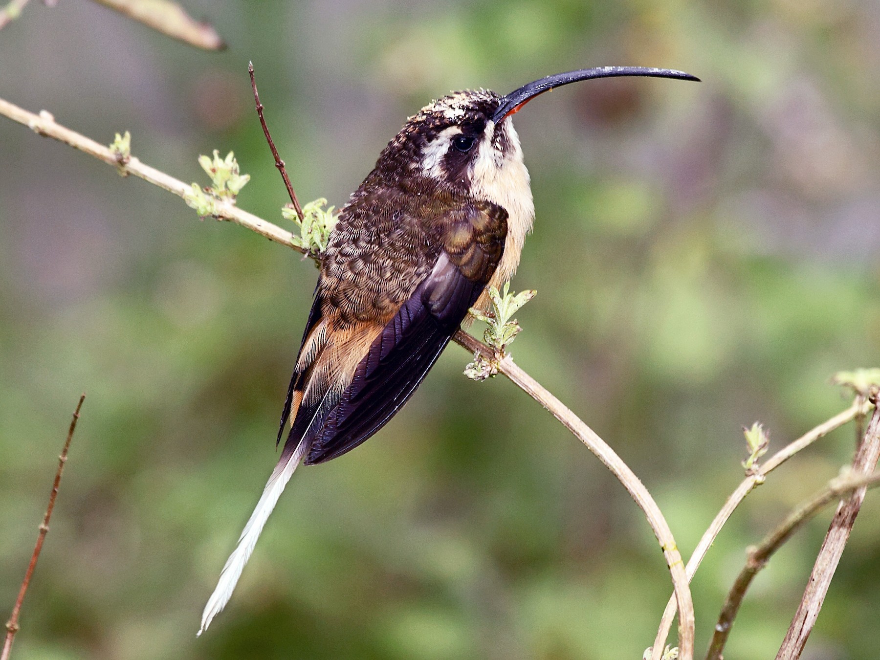 Tawny-bellied Hermit - Nigel Voaden