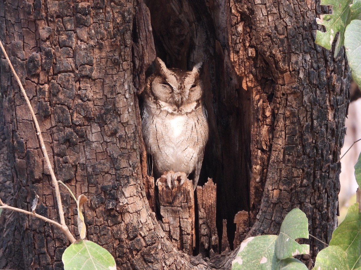Indian Scops-Owl - ML564384771
