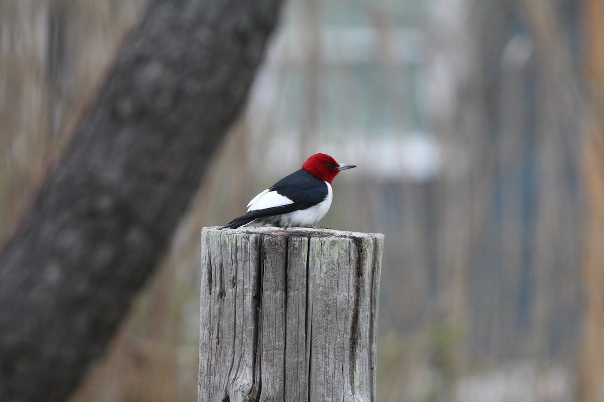 Red-headed Woodpecker - David La Magna