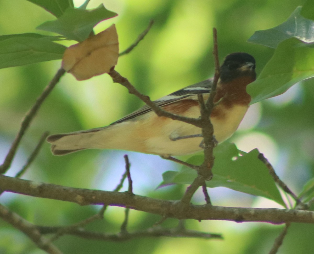 Bay-breasted Warbler - ML56438551
