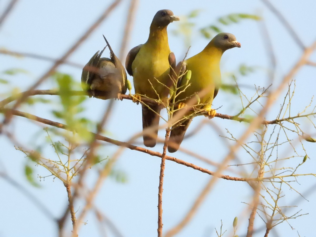 Yellow-footed Green-Pigeon - ML564387131